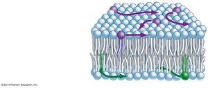 Fluidity of phospholipid membranes