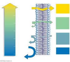 Permeability scale for phospholipid bilayer