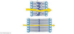 Effect of fatty acid tail structure on membrane permeability