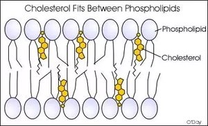 Cholesterol fits between phospholipids in membrane