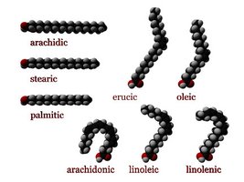 Monounsaturated and polyunsaturated fatty acids