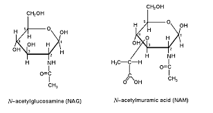Chemical structures of N-acetylglucosamine (NAG) and N-acetylmuramic acid (NAM)