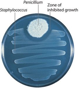 Petri dish showing Penicillium mold inhibiting Staphylococcus growth
