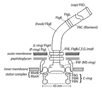 Diagram of bacterial flagellum structure