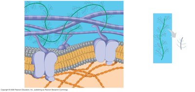 Diagram of animal cell extracellular matrix (ECM)