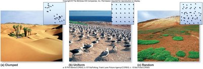 Clumped, uniform, and random dispersion patterns