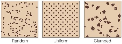 Diagram of random, uniform, and clumped distributions