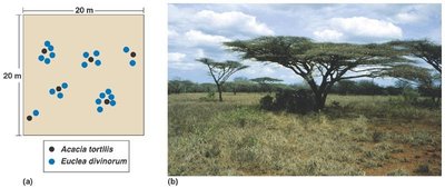 Uniform distribution of shrubs
