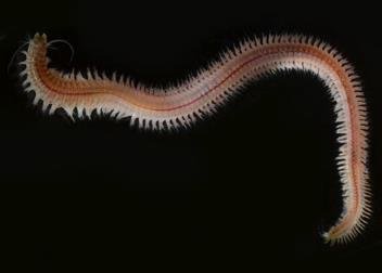Octopus (semelparity)