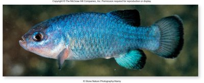 Devil’s Hole pupfish