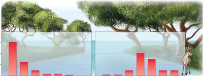 Age structure of trees in undisturbed vs. overgrazed forest