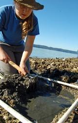 Sampling with quadrats