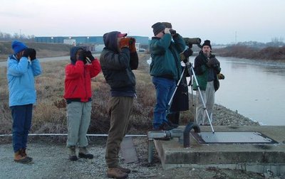 Visual count of birds
