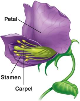 Pea flower with labeled parts