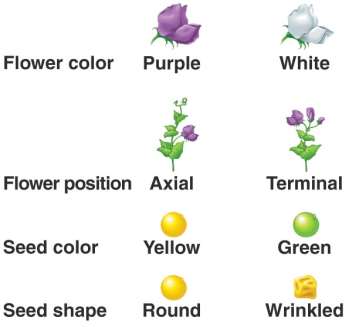 Table of pea plant traits and their variants