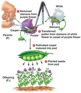 Diagram of Mendel's controlled pea fertilization