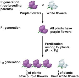 Diagram showing Mendel's F1 and F2 generations and phenotypic ratios