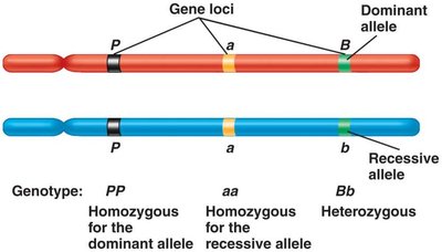 Diagram of gene loci and alleles on chromosomes