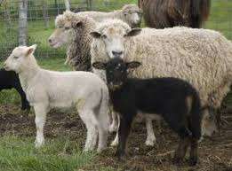 Sheep with different wool colors illustrating simple inheritance