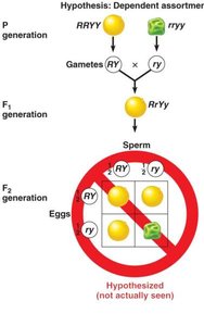 Diagram of independent assortment of two traits