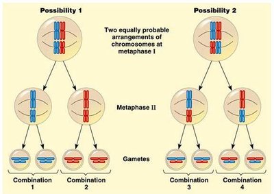 Diagram showing chromosome alignment and independent assortment