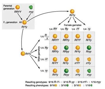 FOIL method for gamete combinations in dihybrid cross