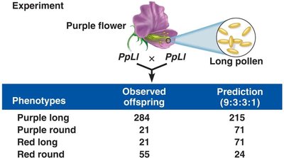 Diagram illustrating linked genes