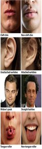 Examples of simple inherited traits in humans
