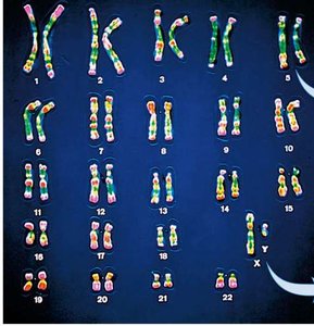 Human karyotype showing homologous chromosomes