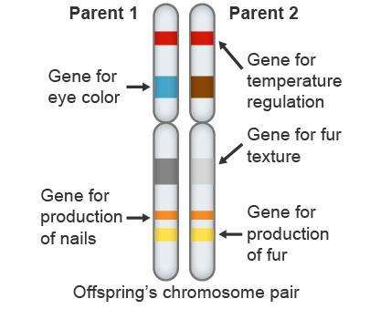 Diagram showing inheritance of chromosomes from maternal and paternal gametes