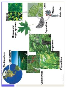 Examples of cells, organisms, and populations