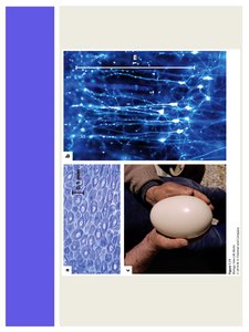 Essential features of a cell