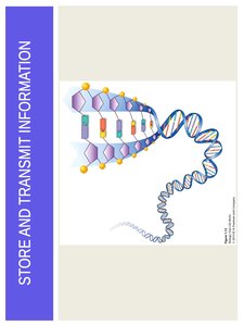 Central dogma: DNA to RNA to Protein