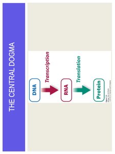 Plasma membrane structure