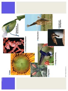Examples of characteristics of living organisms