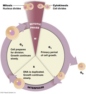 Diagram of the cell cycle showing interphase and mitotic phase