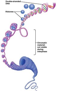 DNA wrapped around histones forming chromatin