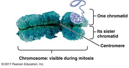 Structure of a chromosome with sister chromatids and centromere
