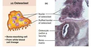 General Biology Bones & Skeletal Tissues Study Guide | Notes