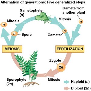 Sporangium and spores