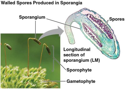 Apical meristem of shoot