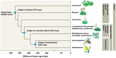 Liverworts and their structures