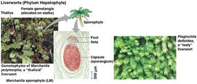 Hornworts and their structures