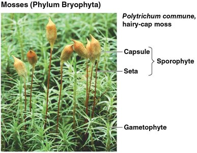 Summary of major plant groups