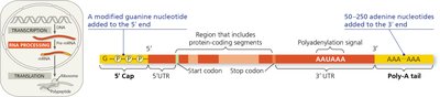 RNA processing: Addition of the 5′ cap and poly-A tail.