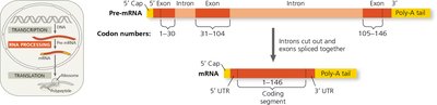 RNA processing: RNA splicing of pre-mRNA to mRNA.