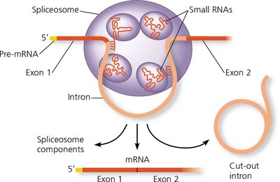 A spliceosome splicing a pre-mRNA.
