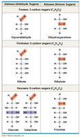Table of aldose and ketose sugars