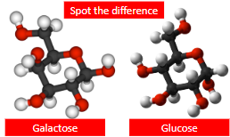 Galactose and glucose comparison
