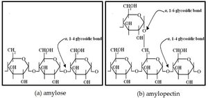 Polysaccharide structure and glycosidic bonds